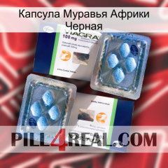 Капсула Муравья Африки Черная viagra5